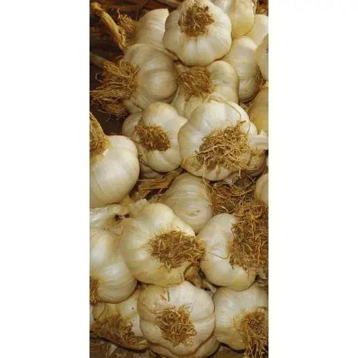 Taşköprü Sarımsak Tohumu